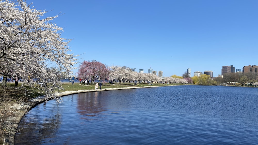 people walking on park near body of water during daytime