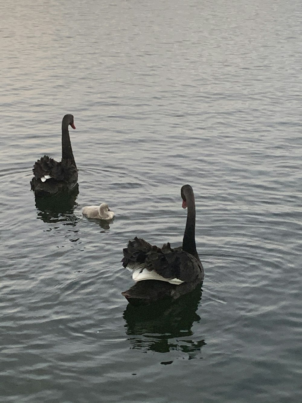two black and white swans on water during daytime