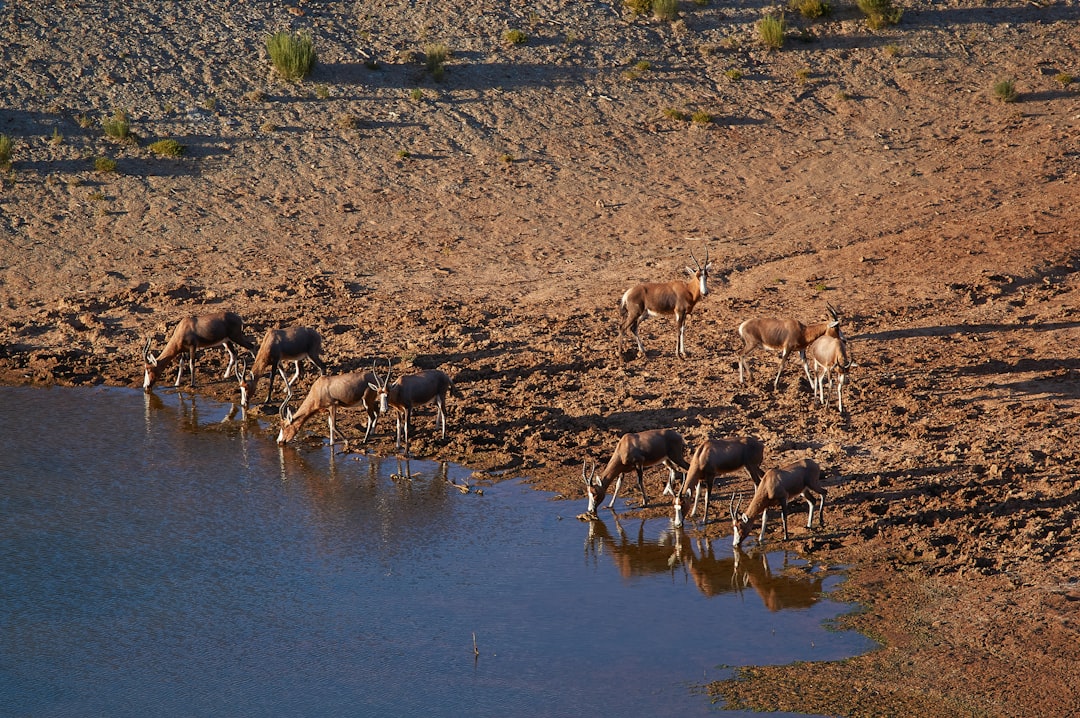 herd of brown and black deer on brown field during daytime
