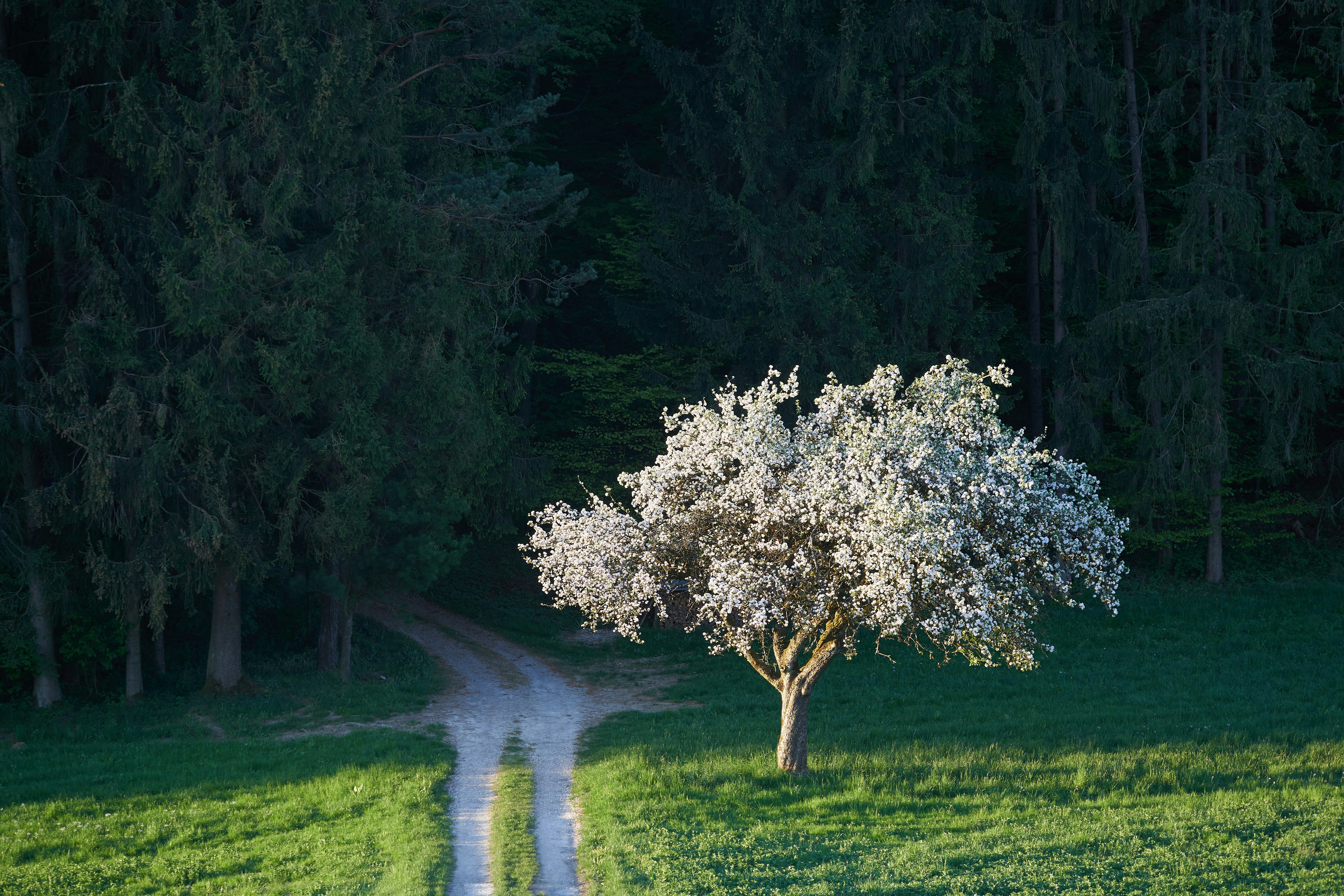 Photo by wolfgang_hasselmann