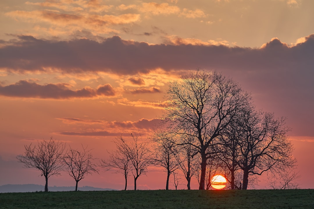 bare tree under cloudy sky during sunset