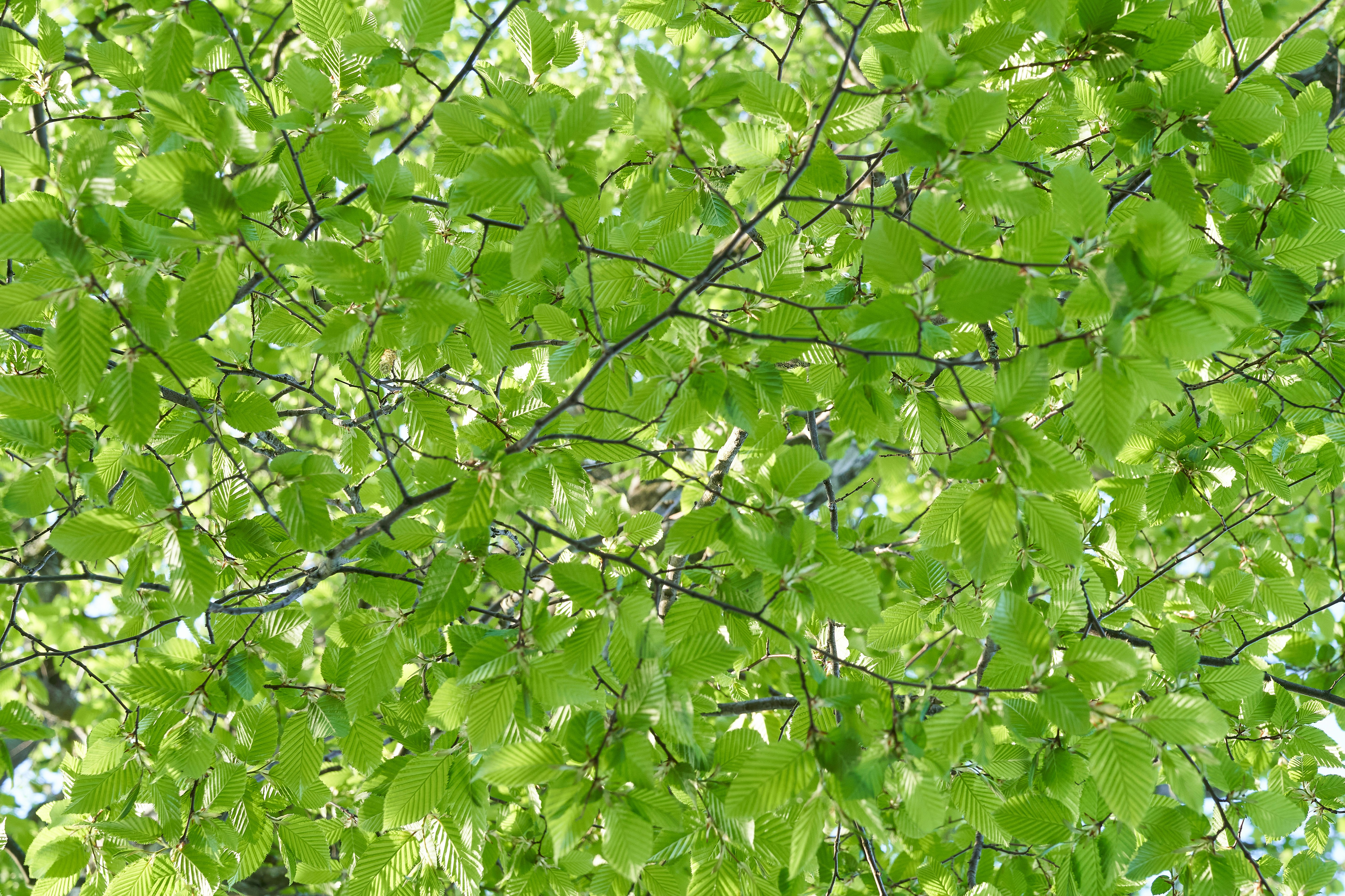 Photo by wolfgang_hasselmann