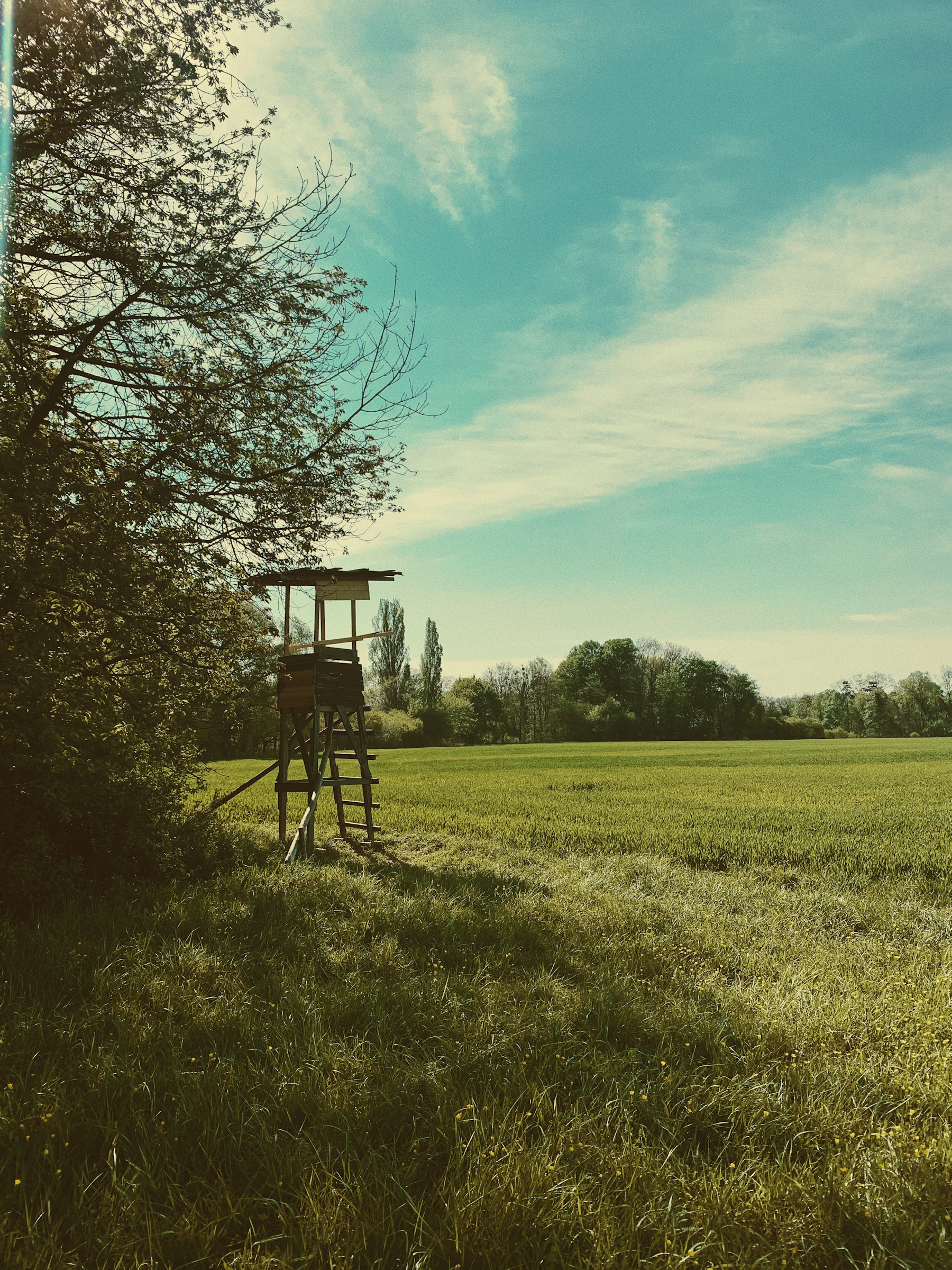 A wooden high seat standing at the edge of a green field under a hazy sky
