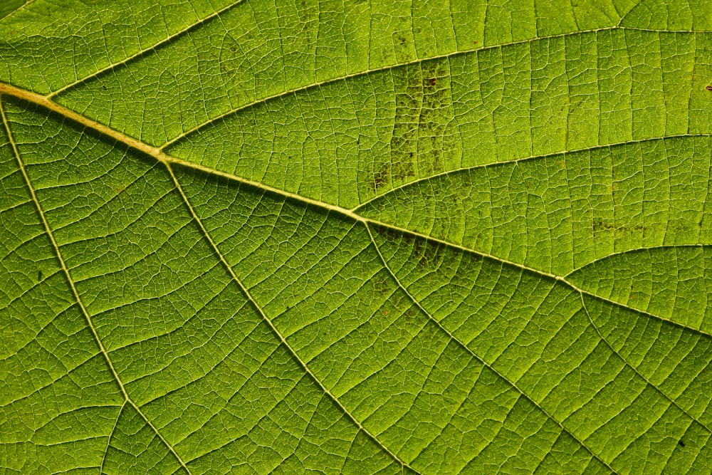 feuille verte en gros plan