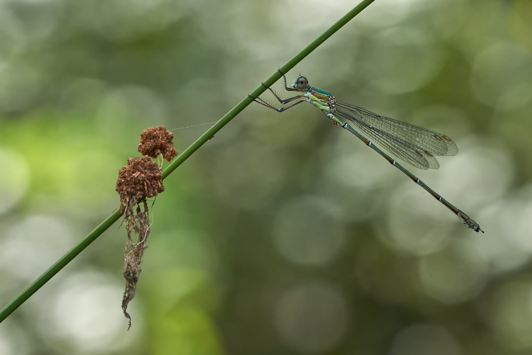 blue damselfly perched on brown stem in close up photography during daytime