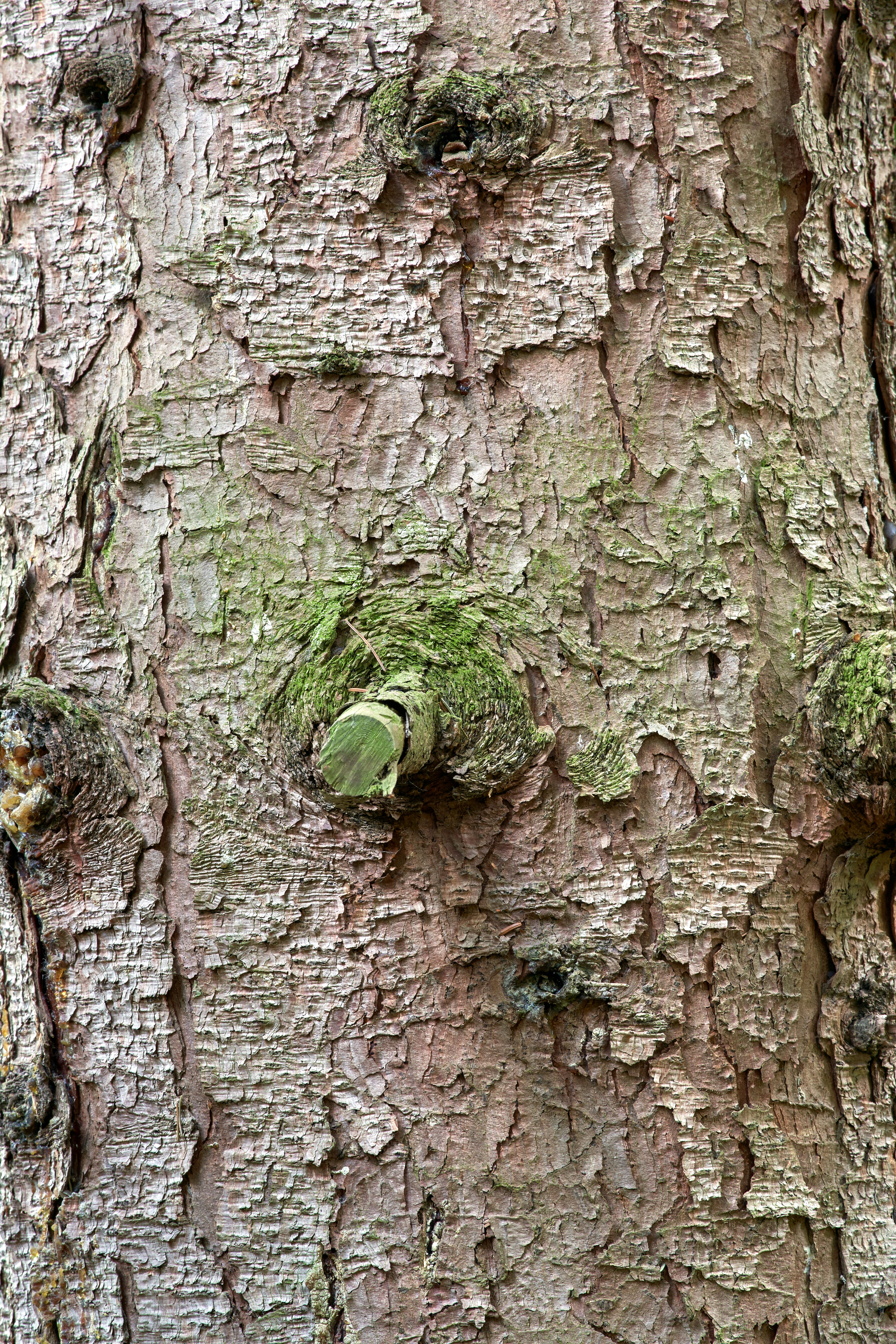 Photo by wolfgang_hasselmann