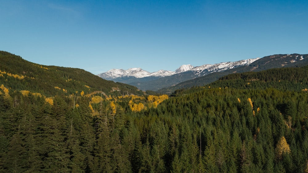 green trees and mountains under blue sky during daytime