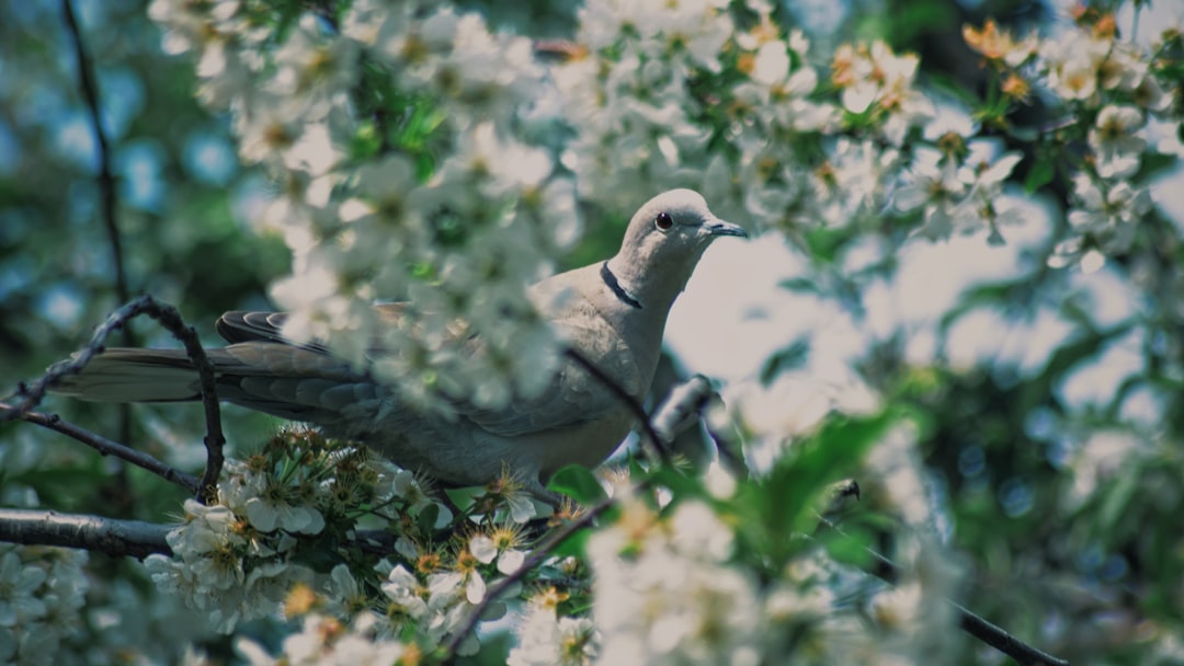 white and black bird on tree branch during daytime