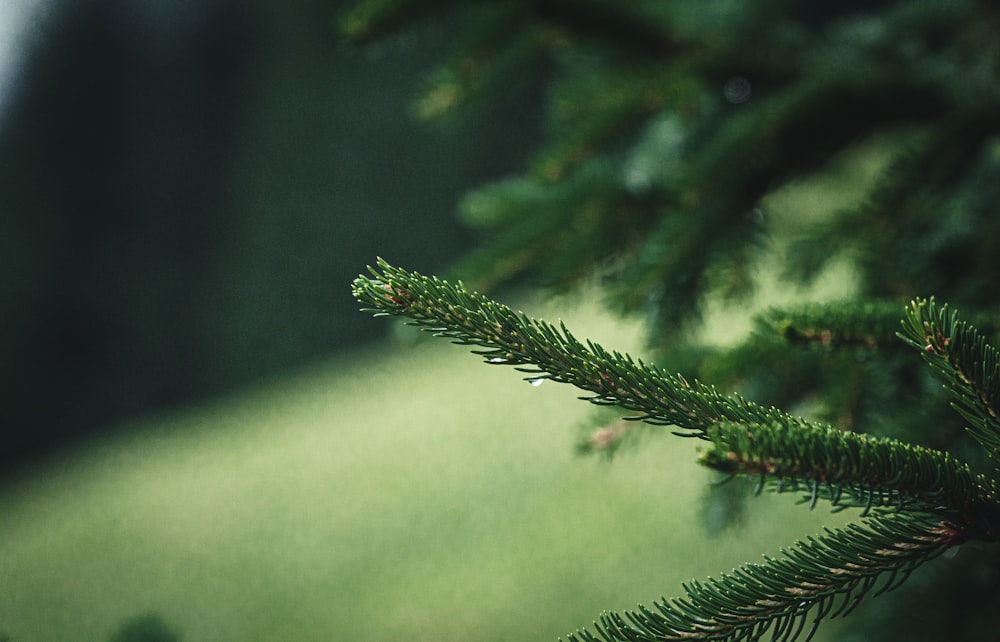 green plant in close up photography