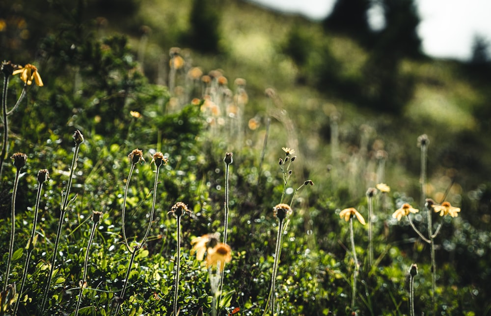 orange flowers in tilt shift lens