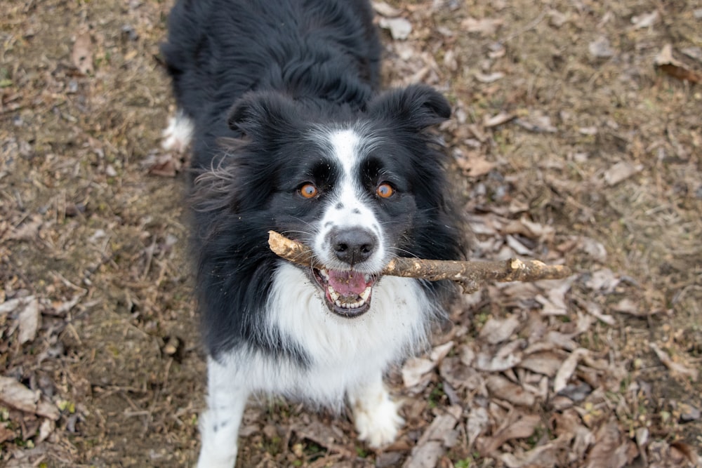 black and white border collie mix