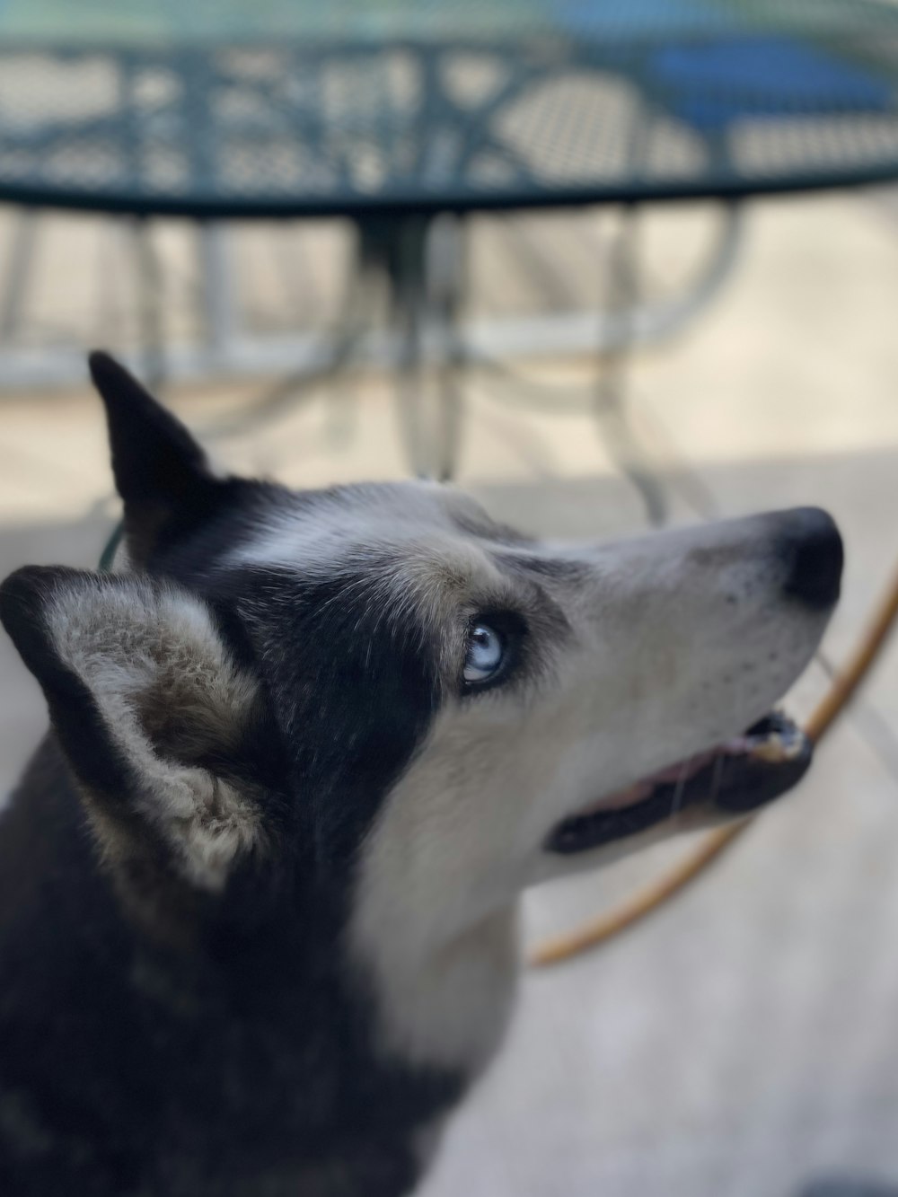 black and white siberian husky