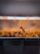An ant is crawling on the edge of a black surface, with its delicate body and legs clearly visible. The background is blurred with warm, earthy tones, creating a contrasting focus on the ant.