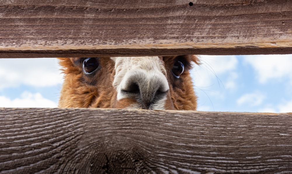 brown and white animal head on brown wooden fence during daytime