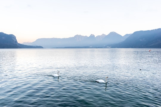 white swan on body of water during daytime in Sankt Gilgen Austria