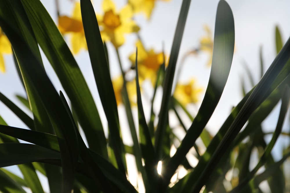 yellow flowers with green leaves