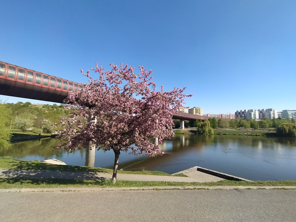 pink cherry blossom tree near river during daytime
