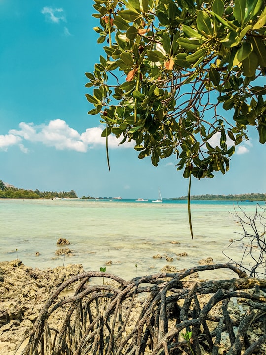 people on beach during daytime in Andaman and Nicobar Islands India