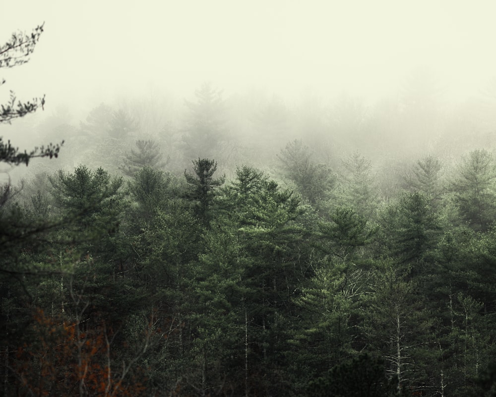 green trees covered with fog