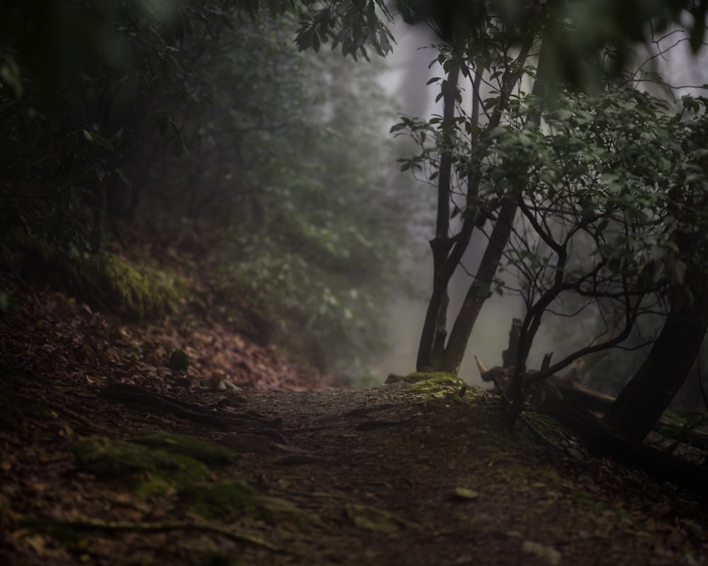 green trees on forest during daytime