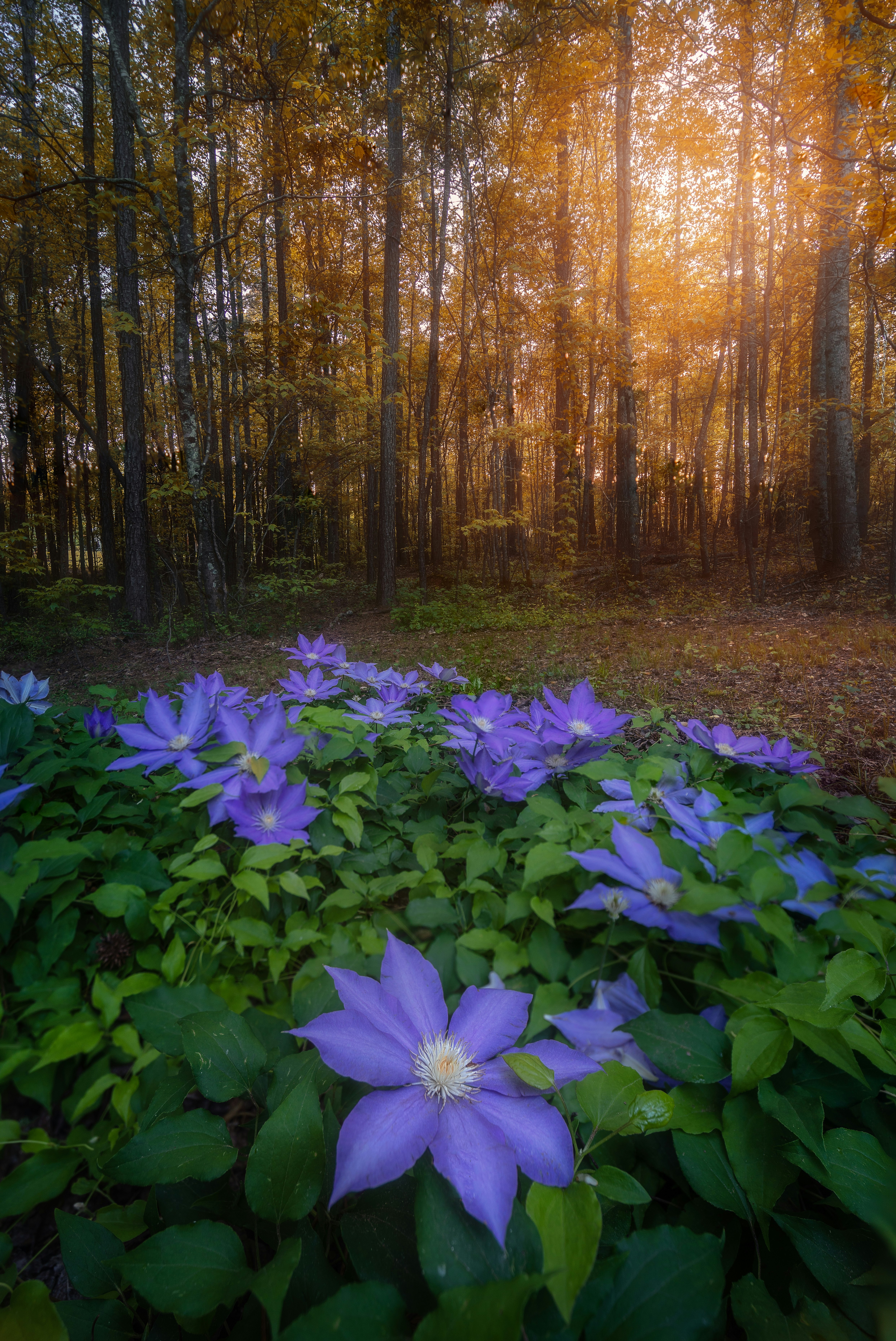 purple flower with green leaves