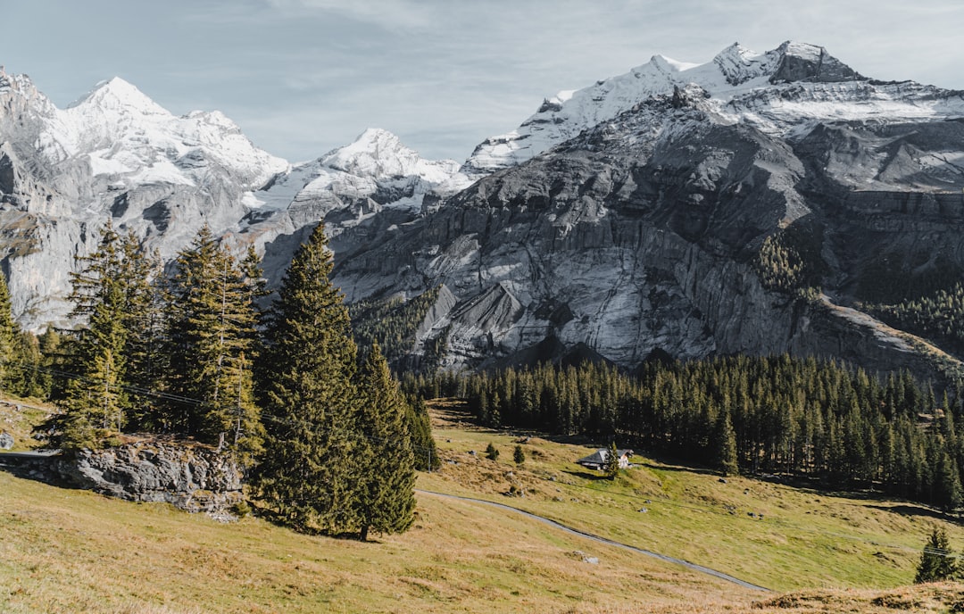 green pine trees near snow covered mountain during daytime