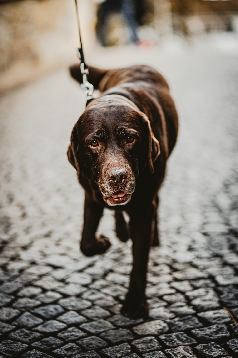 black labrador retriever with black leash