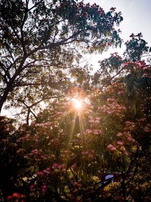 Sunlight filtering through the canopy onto an okapi resting beneath a tree.