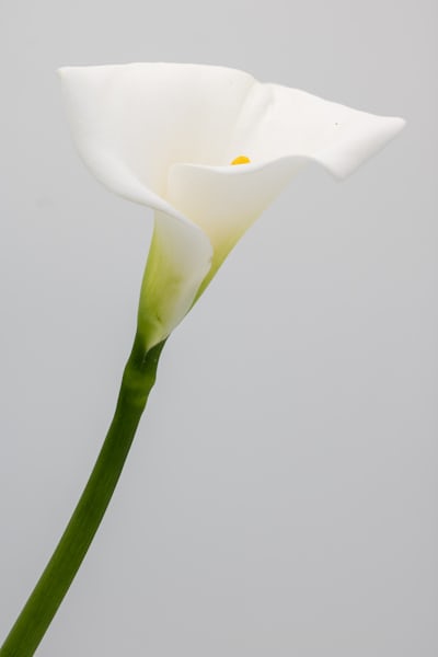 Envío de calas blancos a domicilio mismo día | Mercado de Flores Madrid