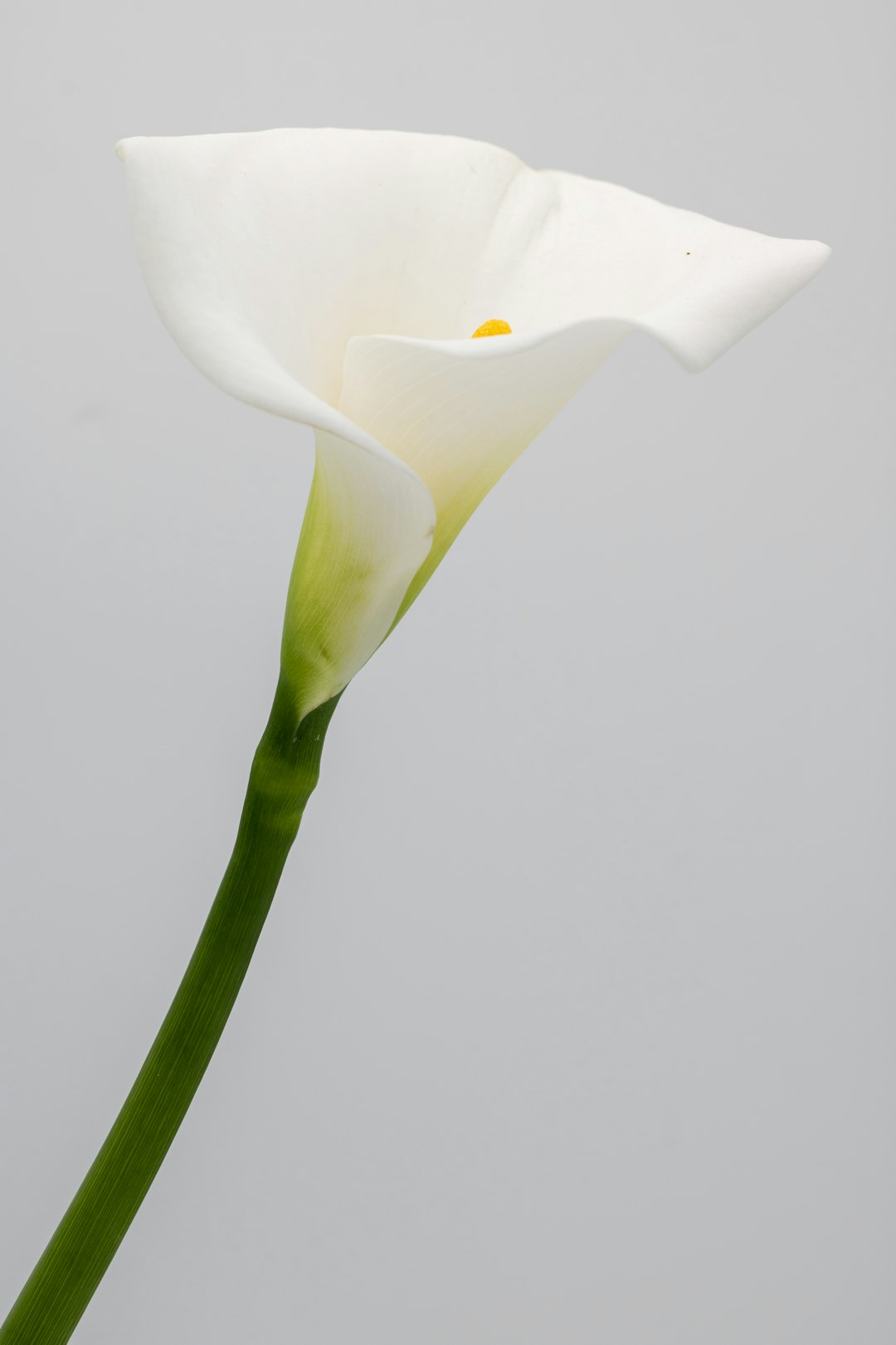 white flower with green stem