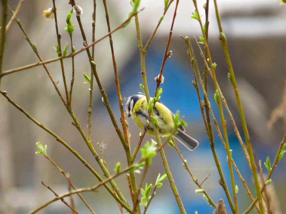 pássaro amarelo e verde no galho marrom da árvore durante o dia