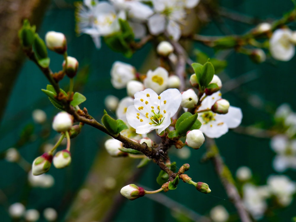 Flor blanca en lente de cambio de inclinación