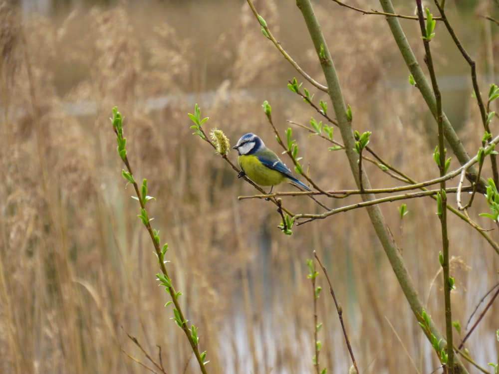 yellow and black bird on brown tree branch during daytime