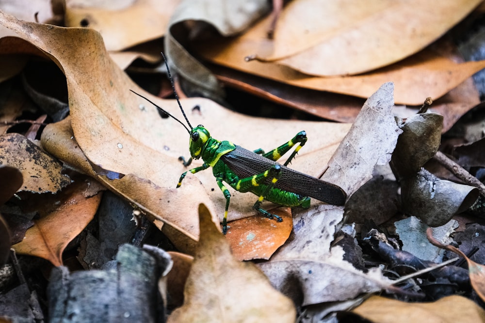 green grasshopper on brown dried leaf