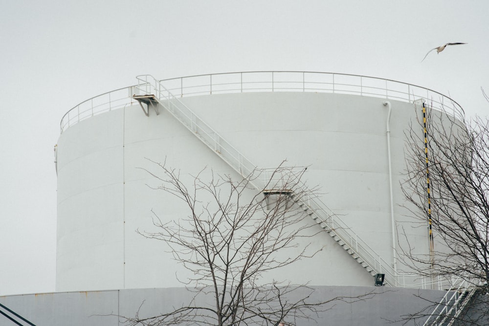 leafless tree near white wall