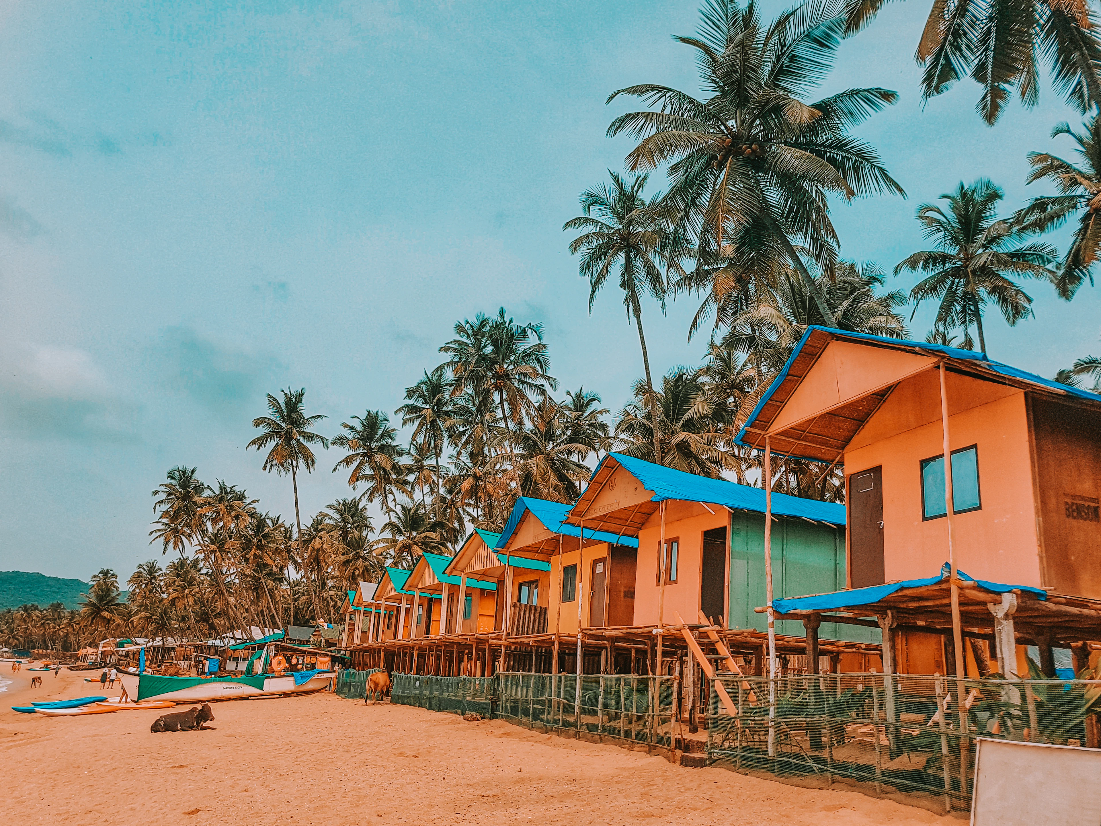 A row of simple wooden beach huts with blue roofs beneath tall coconut palms on a Goan beach
