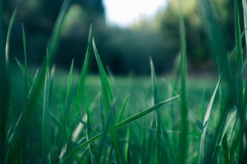 green grass field during daytime