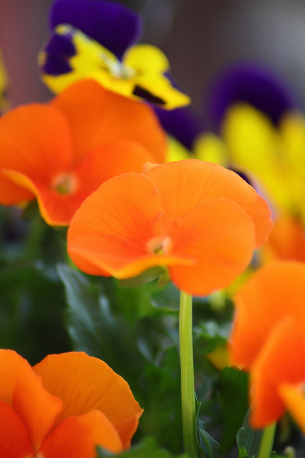 orange flower in macro shot