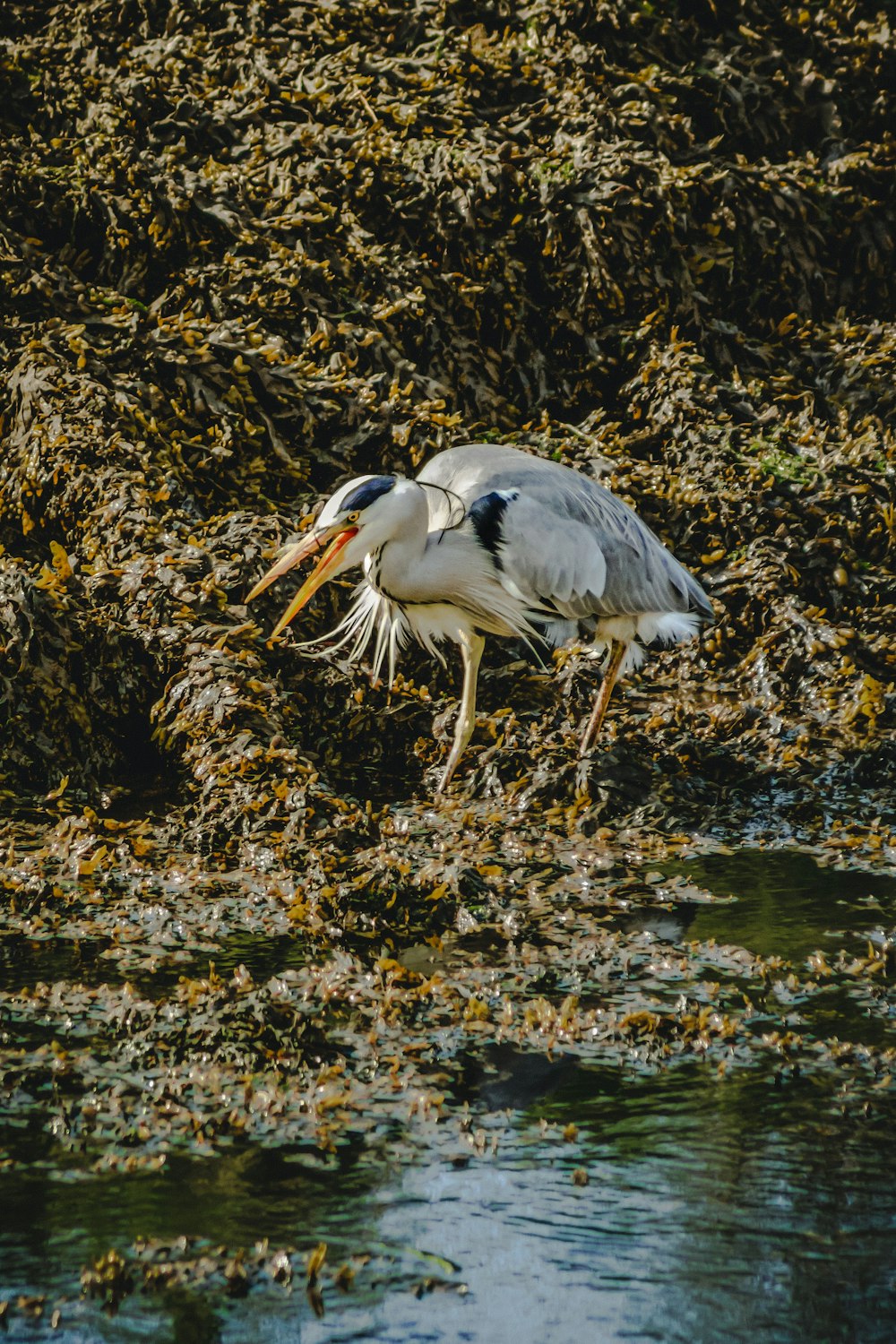 white stork on body of water during daytime