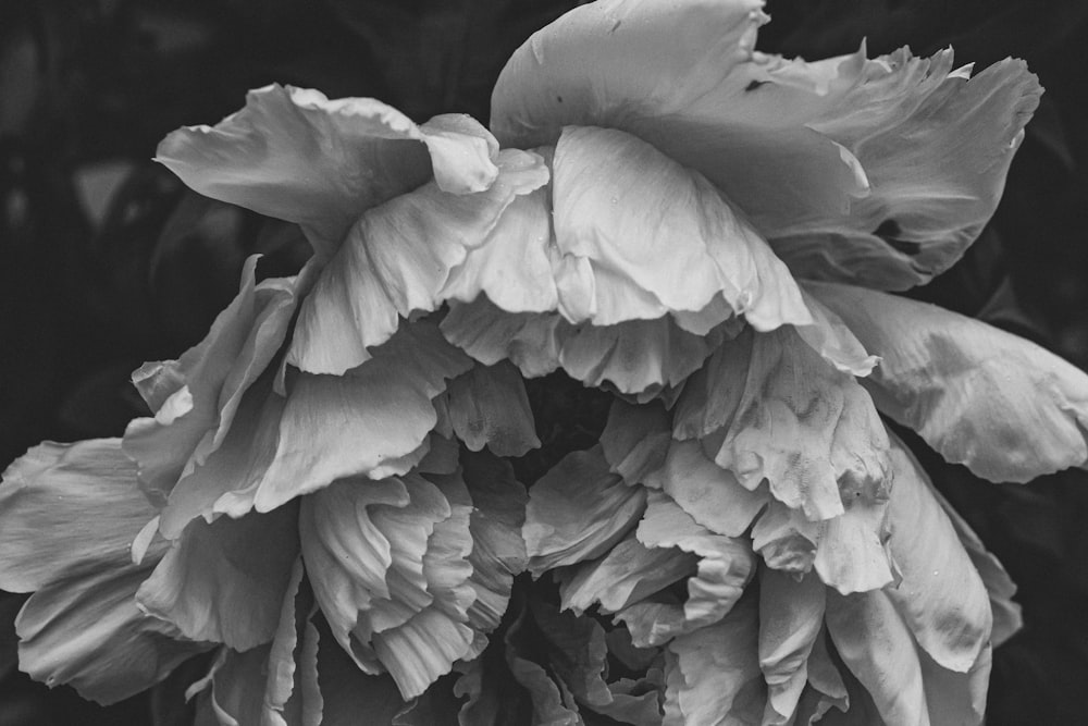 grayscale photo of flower in bloom
