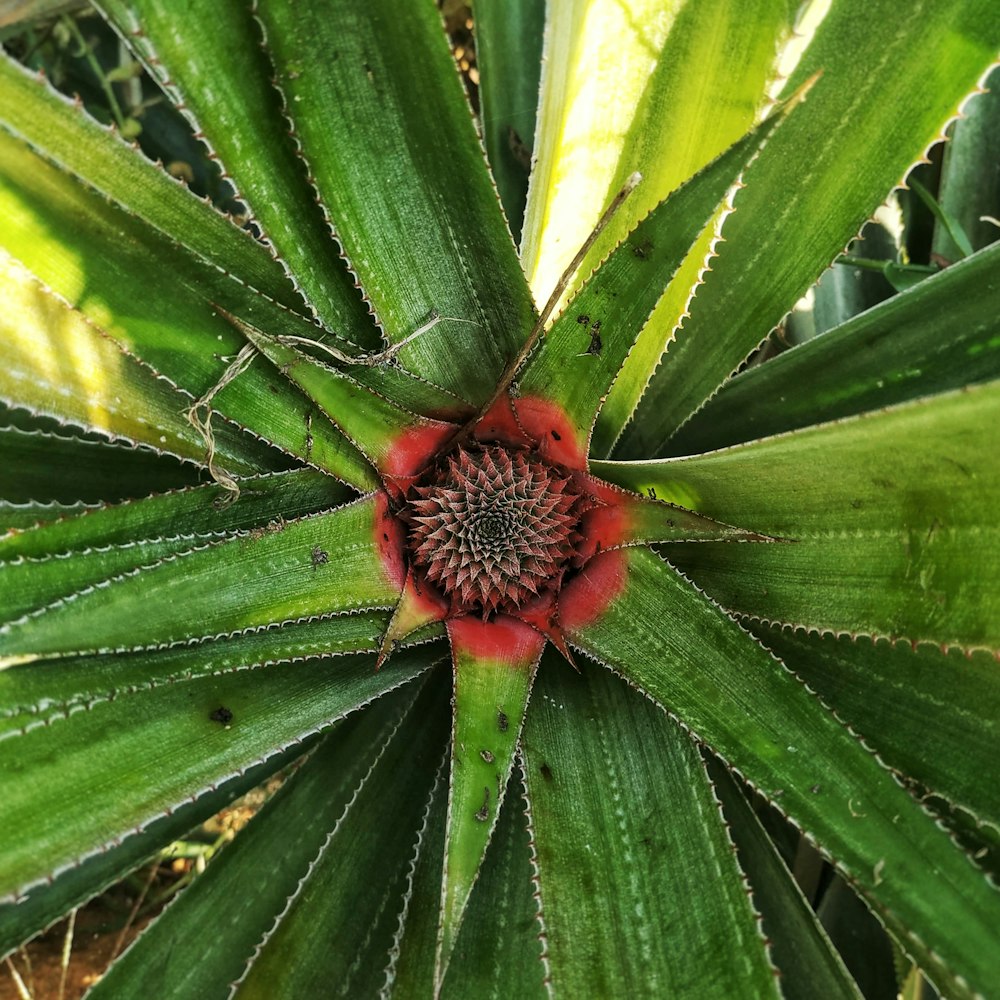 red flower on green leaves