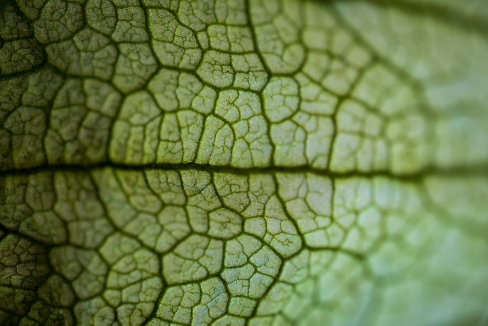 green leaf in close up photography