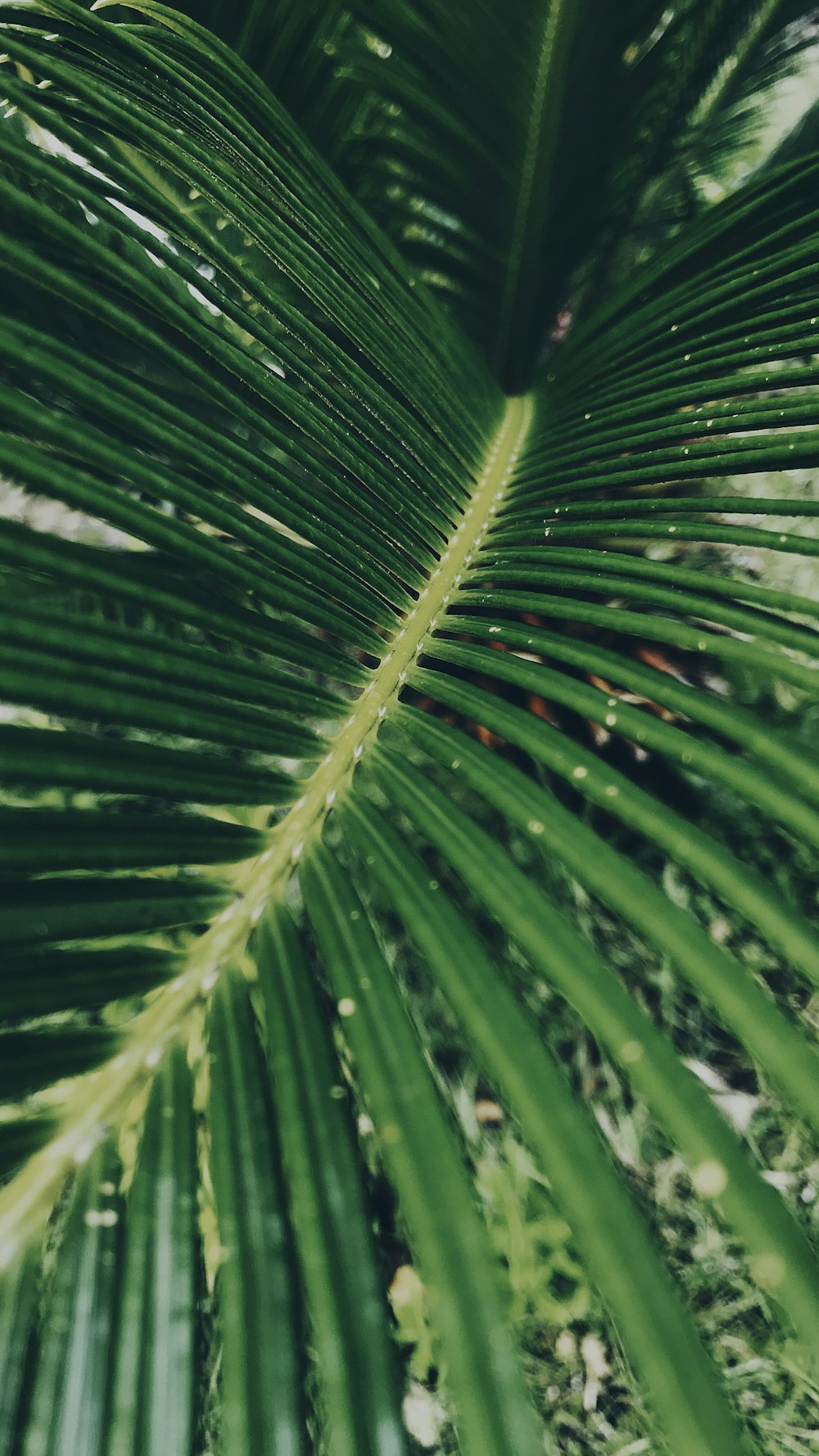 green palm tree during daytime