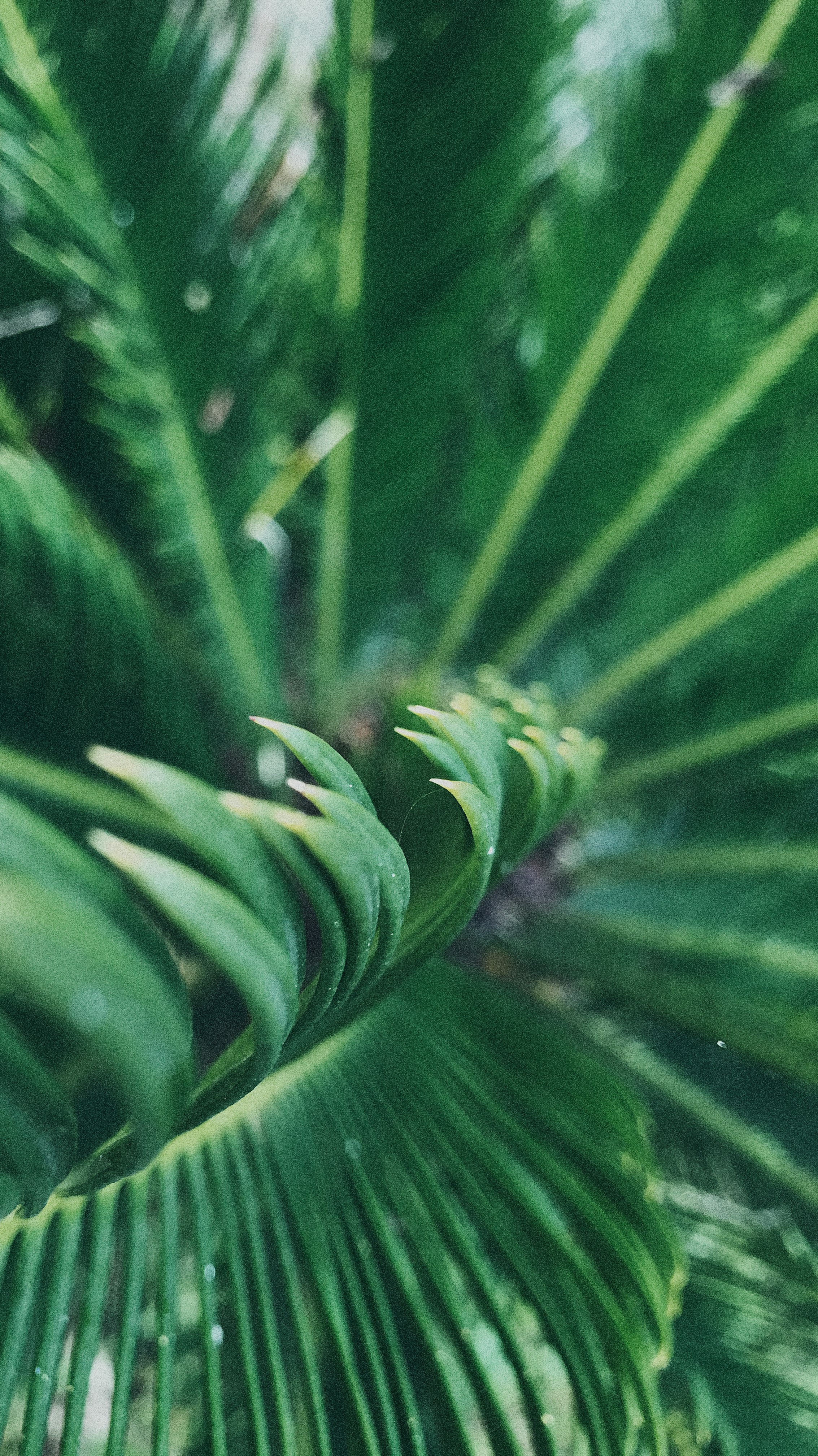 green plant in close up photography