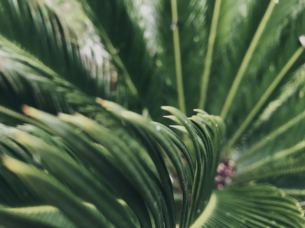 green plant in close up photography