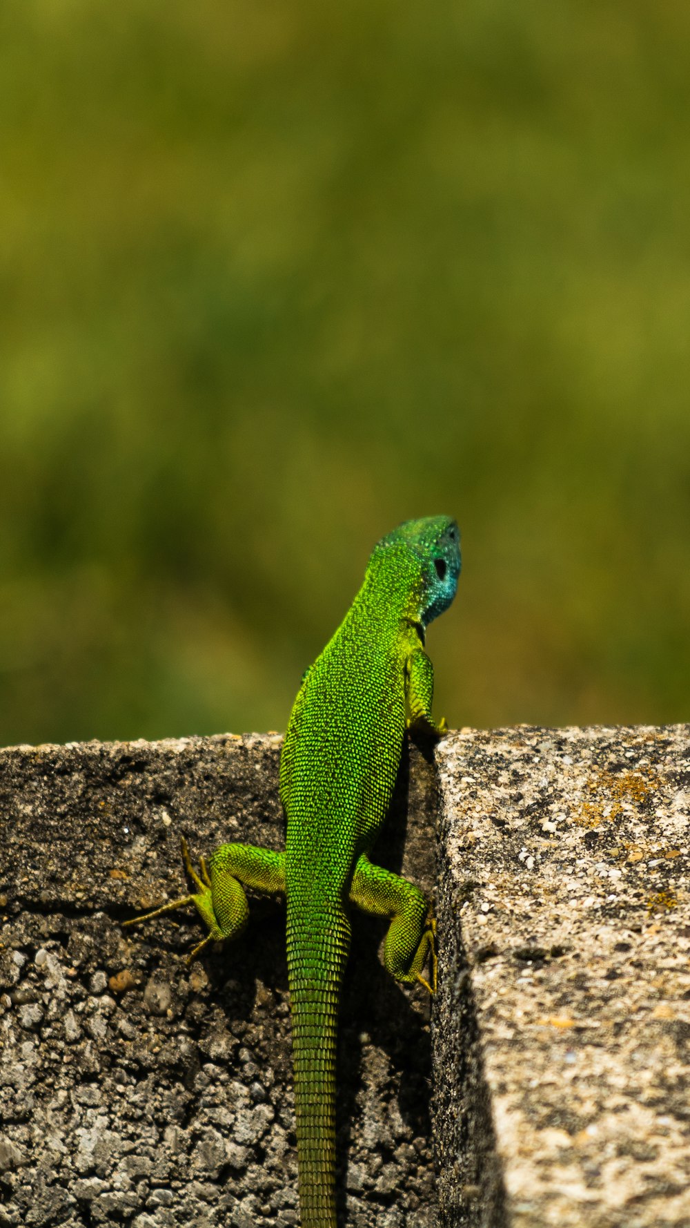 green lizard on gray rock