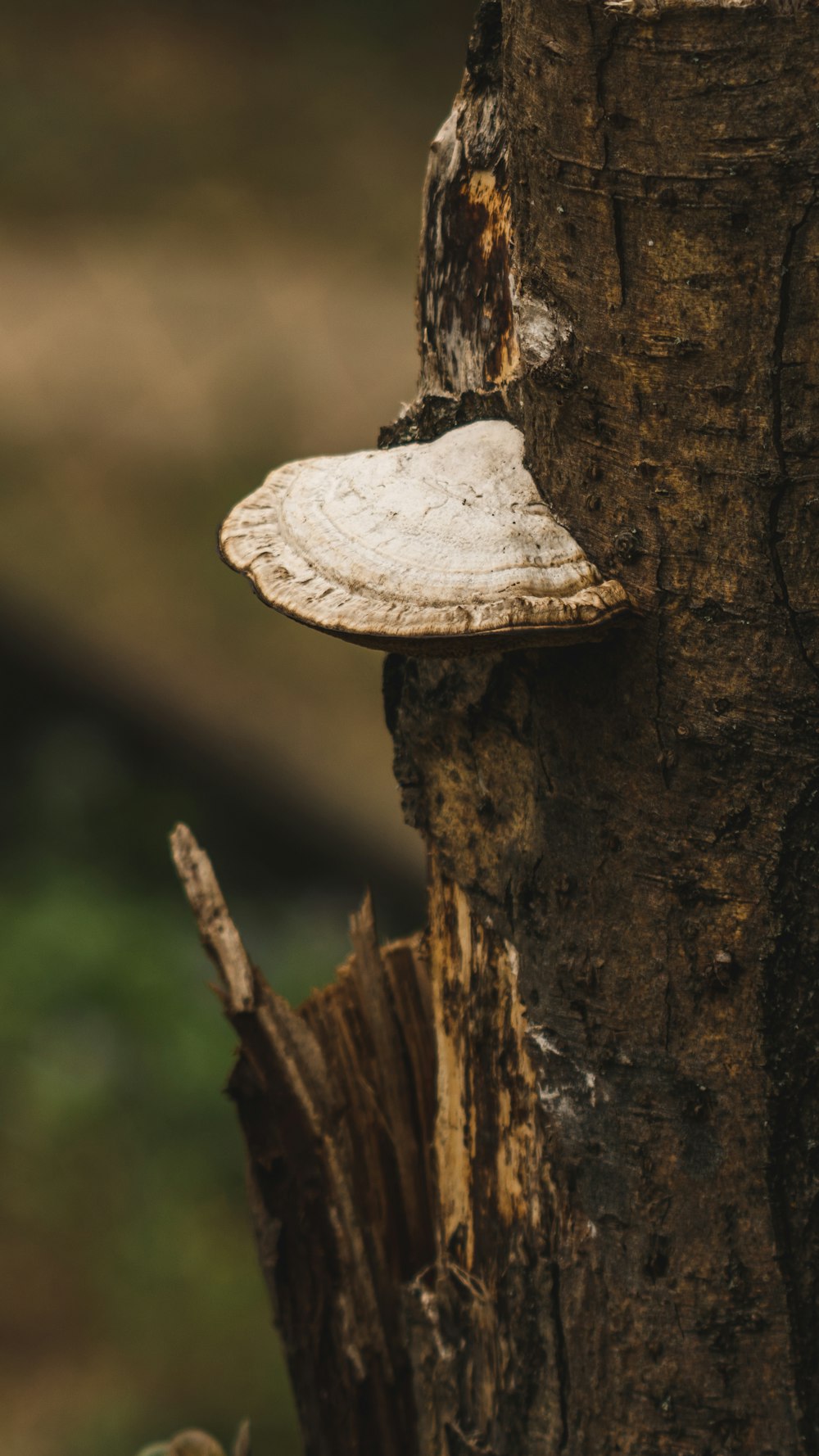 a mushroom is growing on a tree trunk