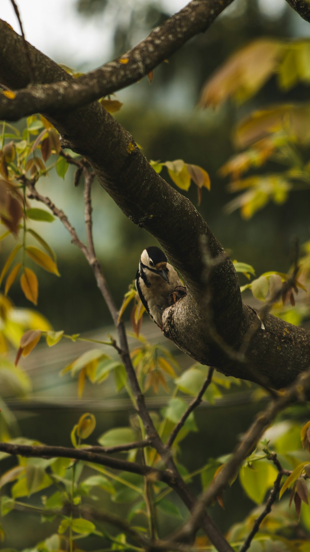 white and black bird on tree branch