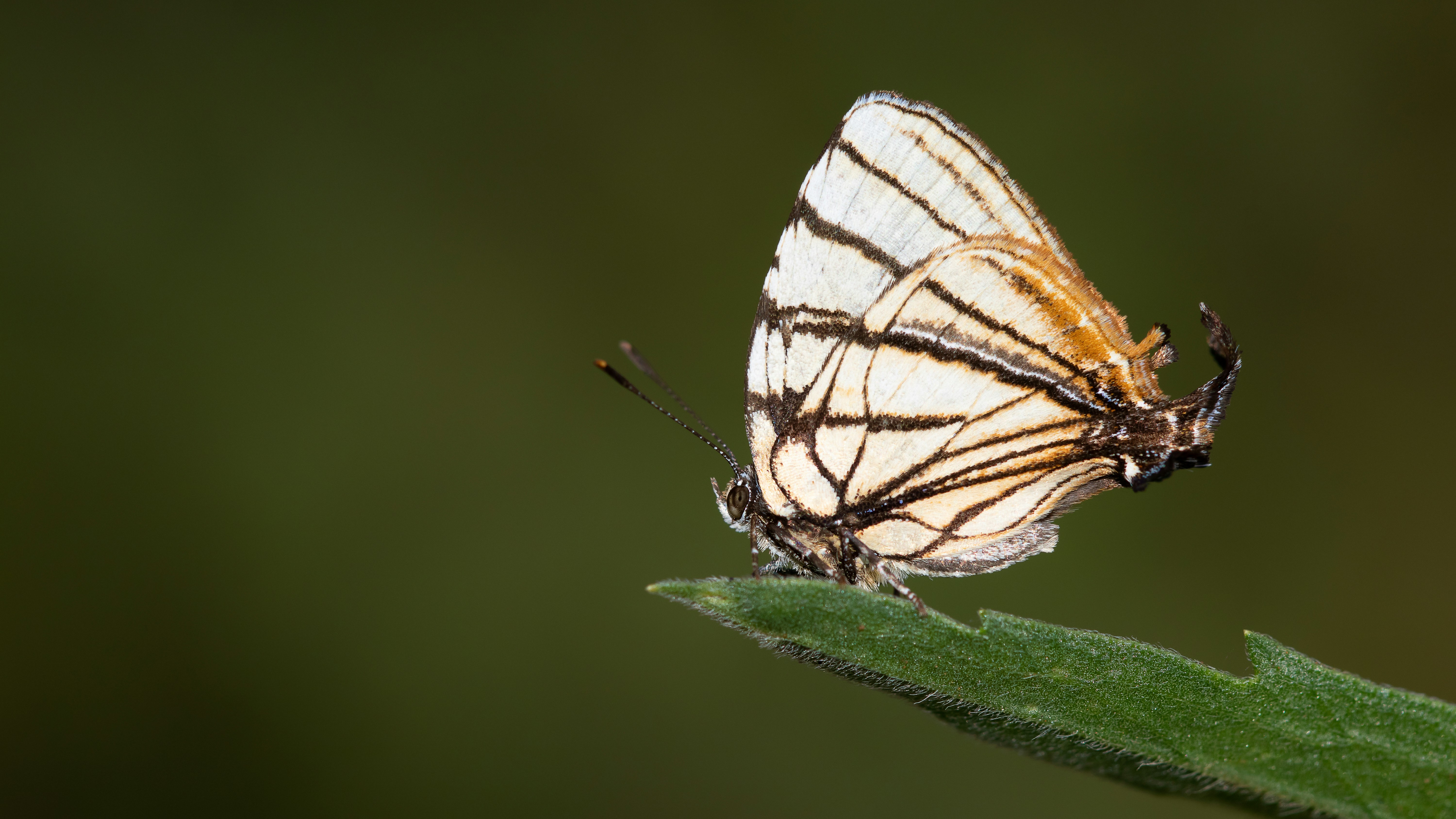 papillon brun et blanc sur feuille verte
