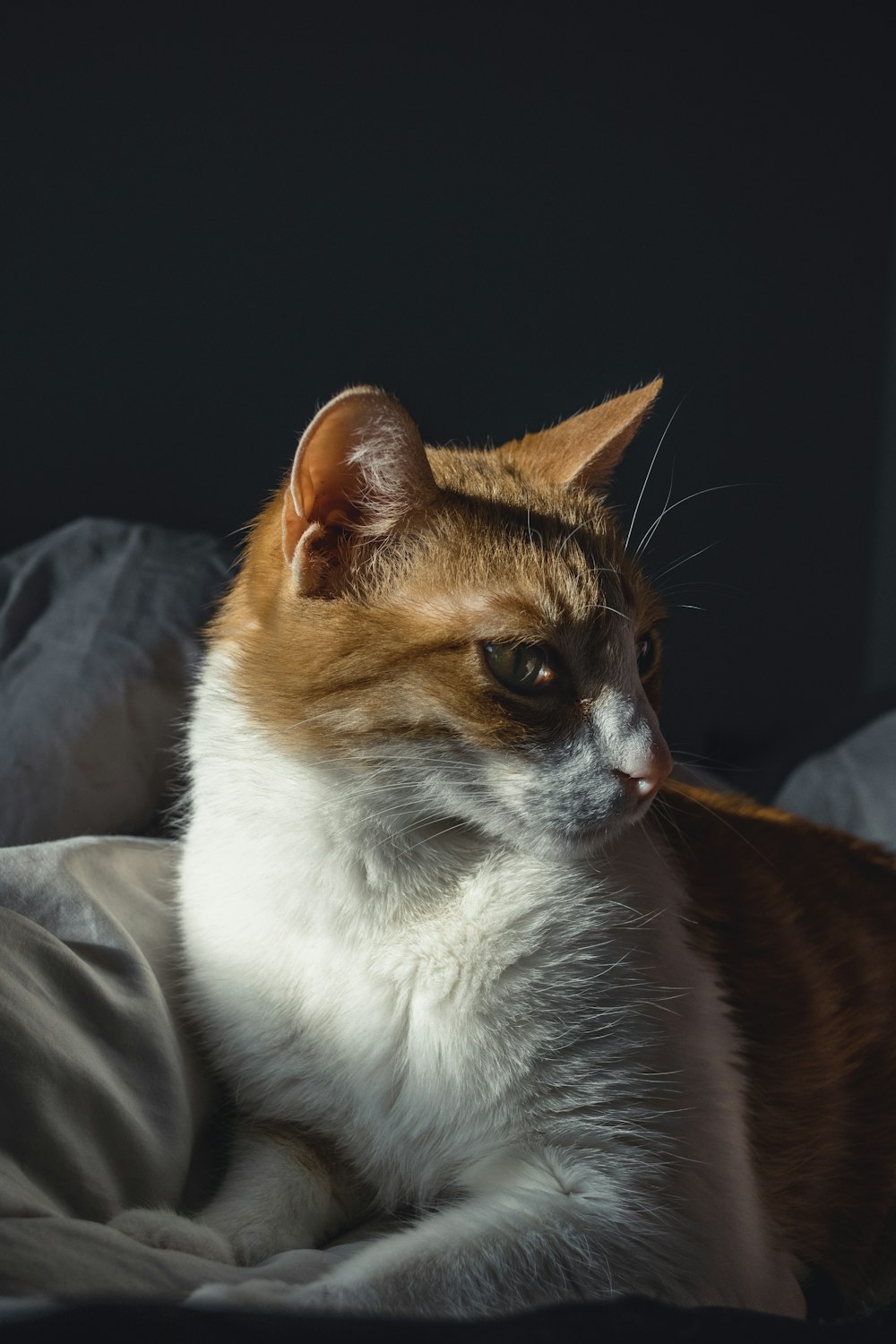 orange and white cat on white textile